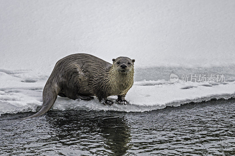 北美水獭，Lontra canadensis，也被称为北方水獭或普通水獭，是北美特有的半水栖哺乳动物。冬天在黄石河边和雪地里玩耍，黄石国家公园